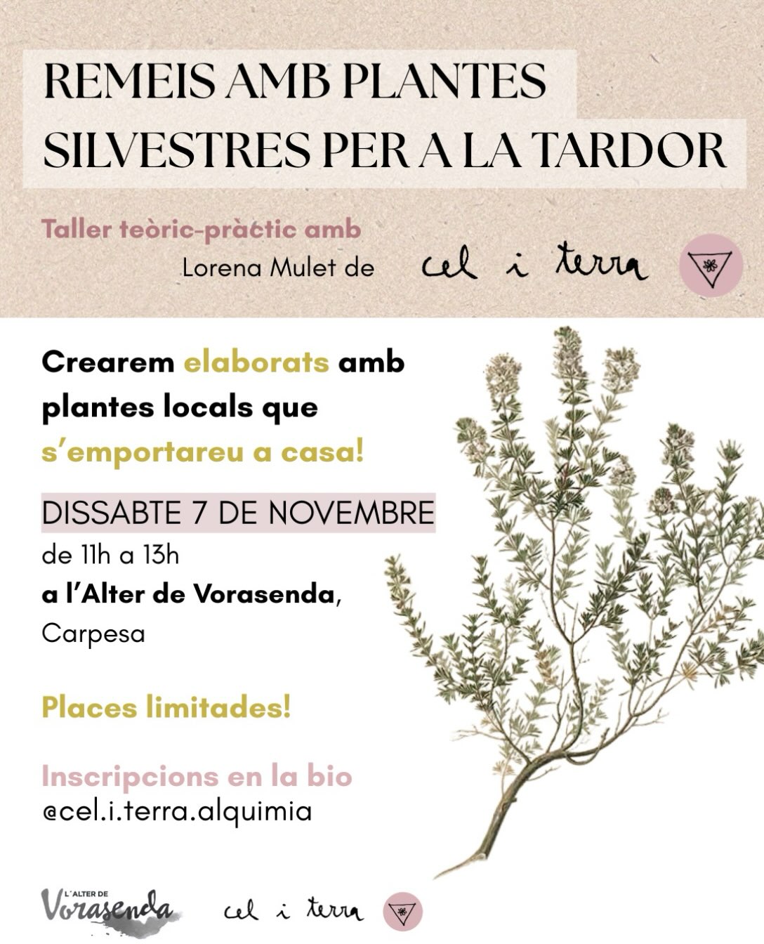 Remedios con plantas silvestres para el otoño