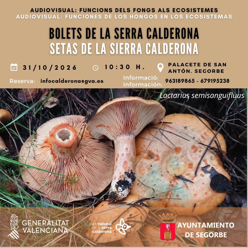 Bolets de la Serra Calderona Setas de la Sierra Calderona