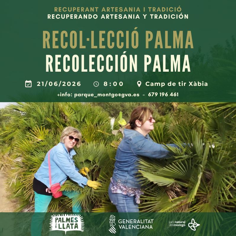 Taller "Recolección Palma"